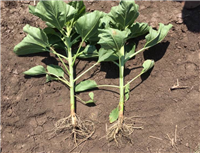 向日(rì)葵使用(yòng)複合微(wēi)生(shēng)物(wù)菌劑對(duì)比圖