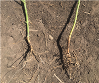 大(dà)豆使用(yòng)複合微(wēi)生(shēng)物(wù)菌劑出苗期效果比較