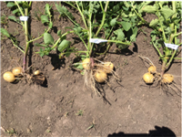 土(tǔ)豆使用(yòng)複合微(wēi)生(shēng)物(wù)菌劑出苗期效果比較