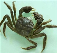 河(hé)蟹養殖技(jì)術(shù)分(fēn)析