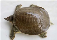 甲魚養殖技(jì)術(shù)