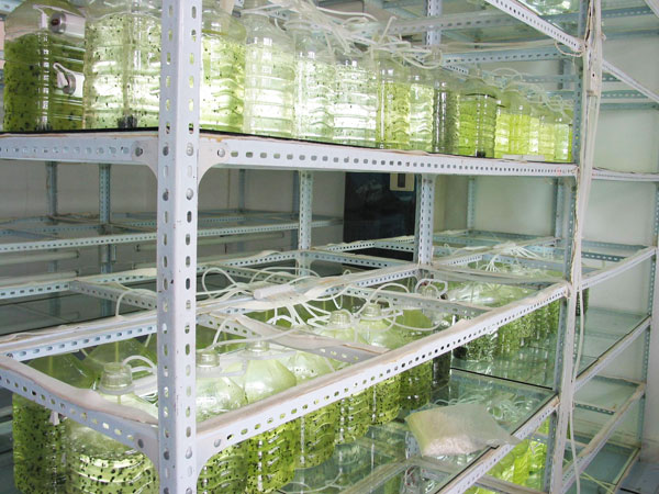 藻類生(shēng)産車(chē)間(jiān)