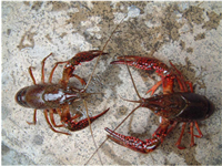 小(xiǎo)龍蝦防治實用(yòng)手冊