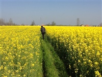 納克爾複合微(wēi)生(shēng)物(wù)菌劑在油菜花(huā)上(shàng)的(de)應用(yòng)